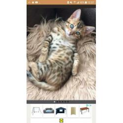 Nestje kittens verwacht
