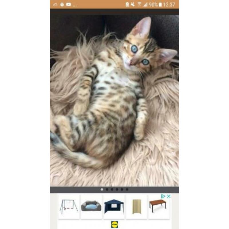 Nestje kittens verwacht