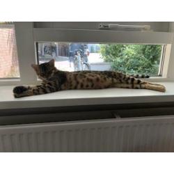 Nestje kittens verwacht