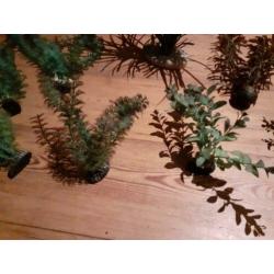 Kunst planten voor in het aquarium.