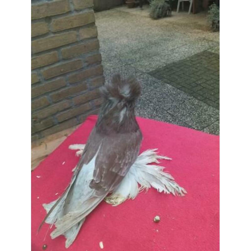 8 boecharijse trommelduiven