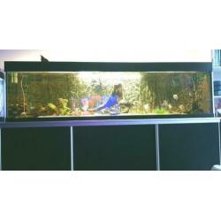 Groot Aquarium 250x60x50 compleet