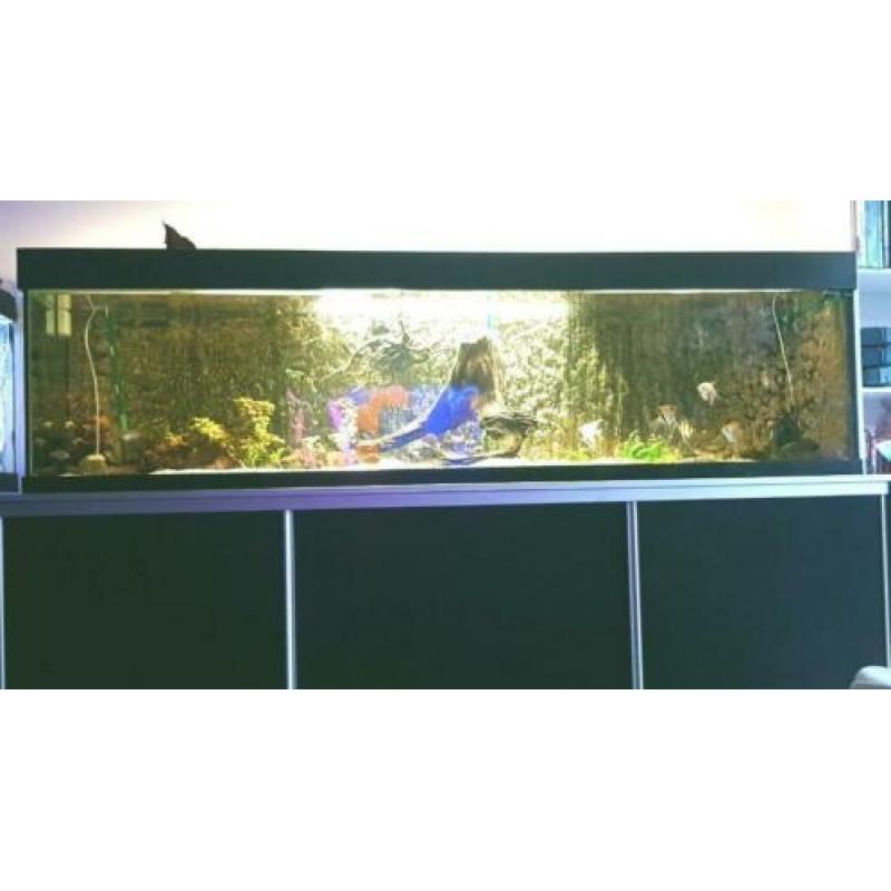 Groot Aquarium 250x60x50 compleet