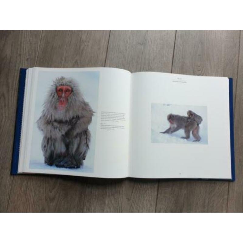 Apen in de wildernis - Ingo Arndt