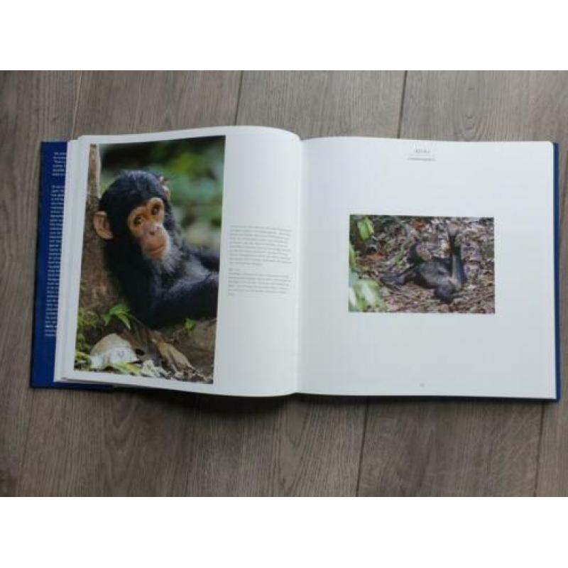 Apen in de wildernis - Ingo Arndt