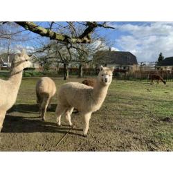 Wit alpaca merrie veulen