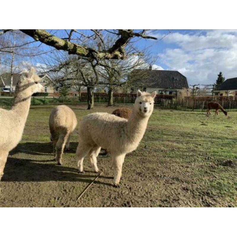 Wit alpaca merrie veulen