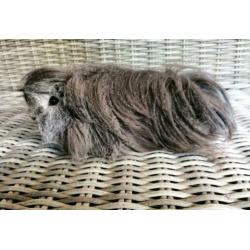 Zilver agouti Peruvian beer (gecastreerd)