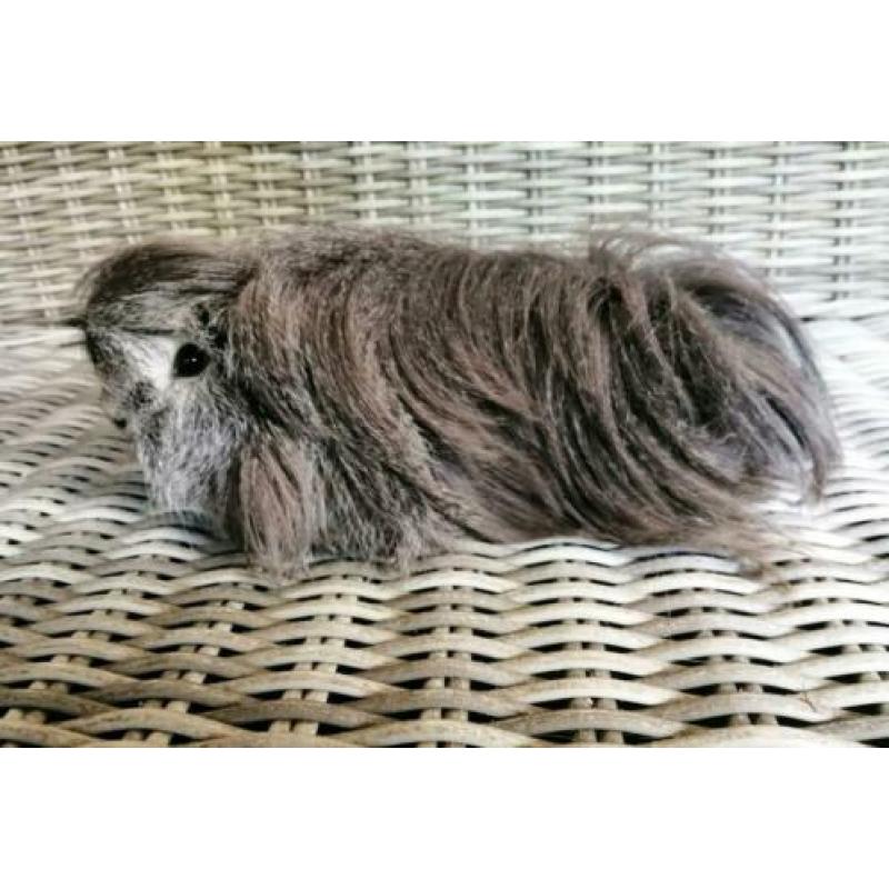 Zilver agouti Peruvian beer (gecastreerd)