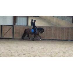 Super lieve 5 jarige new forest D pony merrie