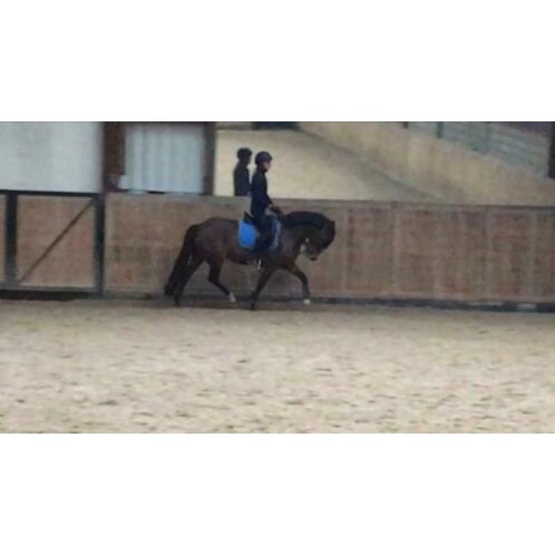 Super lieve 5 jarige new forest D pony merrie