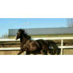Prachtig paard/ Hannoveraan x Oldenburger te koop.