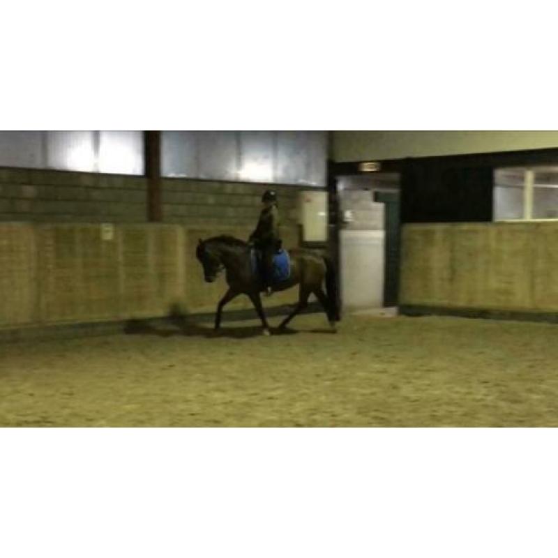 Super lieve 5 jarige new forest D pony merrie