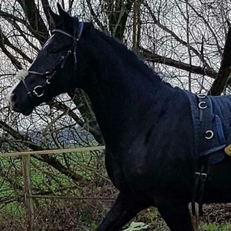 Prachtig paard/ Hannoveraan x Oldenburger te koop.