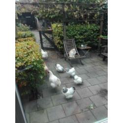 Poule de bresse hennen