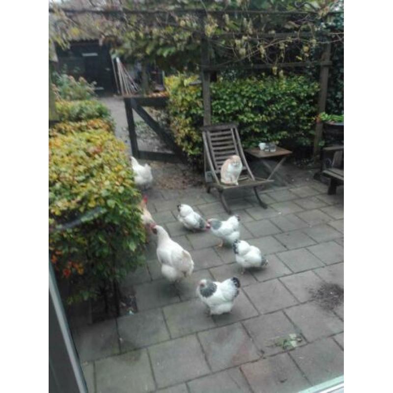 Poule de bresse hennen