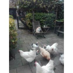 Poule de bresse hennen