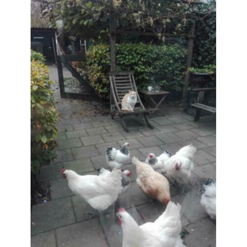 Poule de bresse hennen