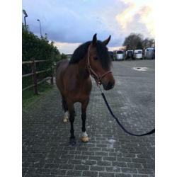 Super lieve 5 jarige new forest D pony merrie