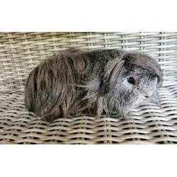 Zilver agouti Peruvian beer (gecastreerd)