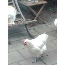 Poule de bresse hennen