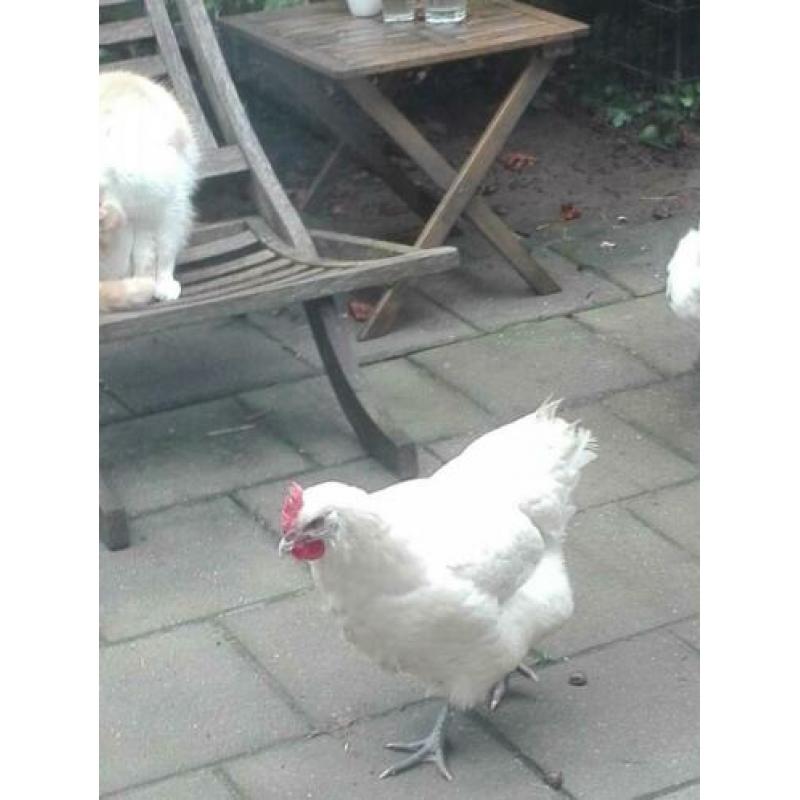 Poule de bresse hennen