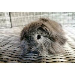 Zilver agouti Peruvian beer (gecastreerd)