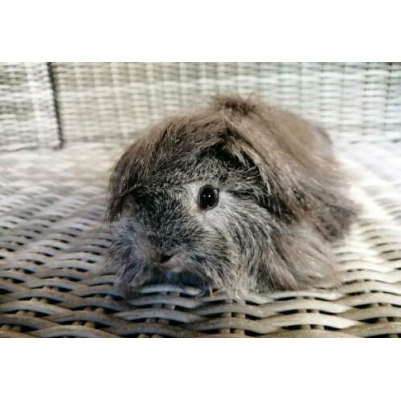Zilver agouti Peruvian beer (gecastreerd)