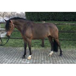 Super lieve 5 jarige new forest D pony merrie