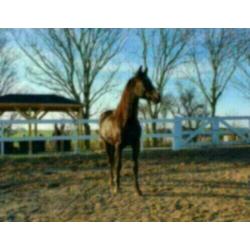 Prachtig paard/ Hannoveraan x Oldenburger te koop.