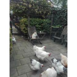 Poule de bresse hennen