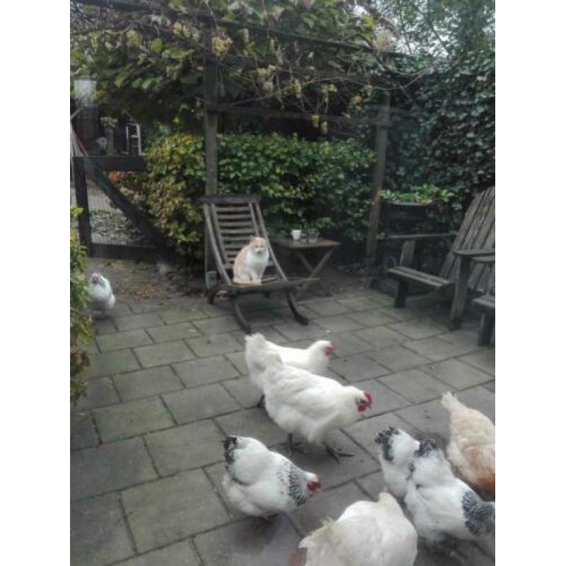 Poule de bresse hennen