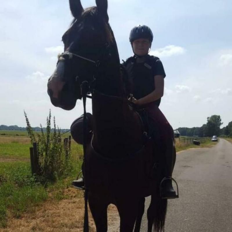 Prachtig paard/ Hannoveraan x Oldenburger te koop.