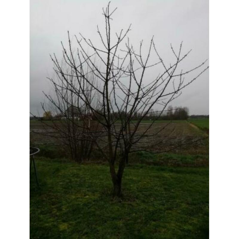 Fruitboompjes