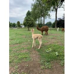Wit alpaca merrie veulen