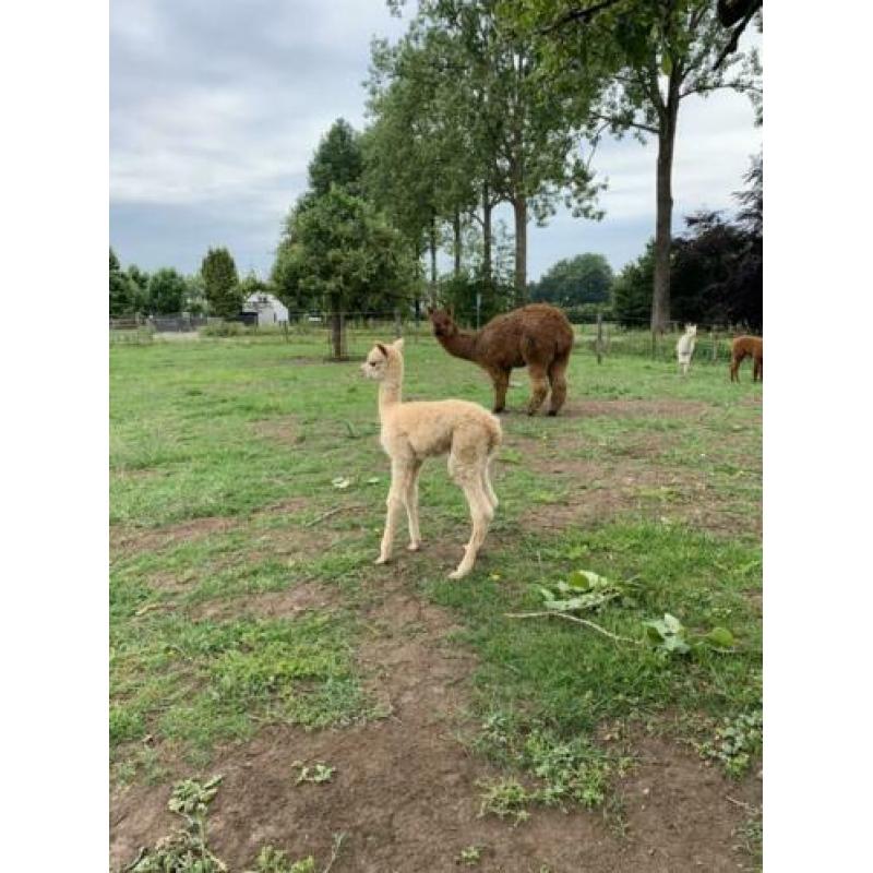 Wit alpaca merrie veulen