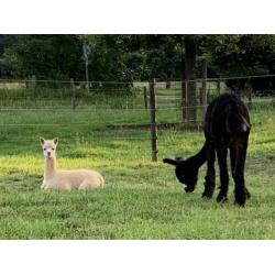 Wit alpaca merrie veulen