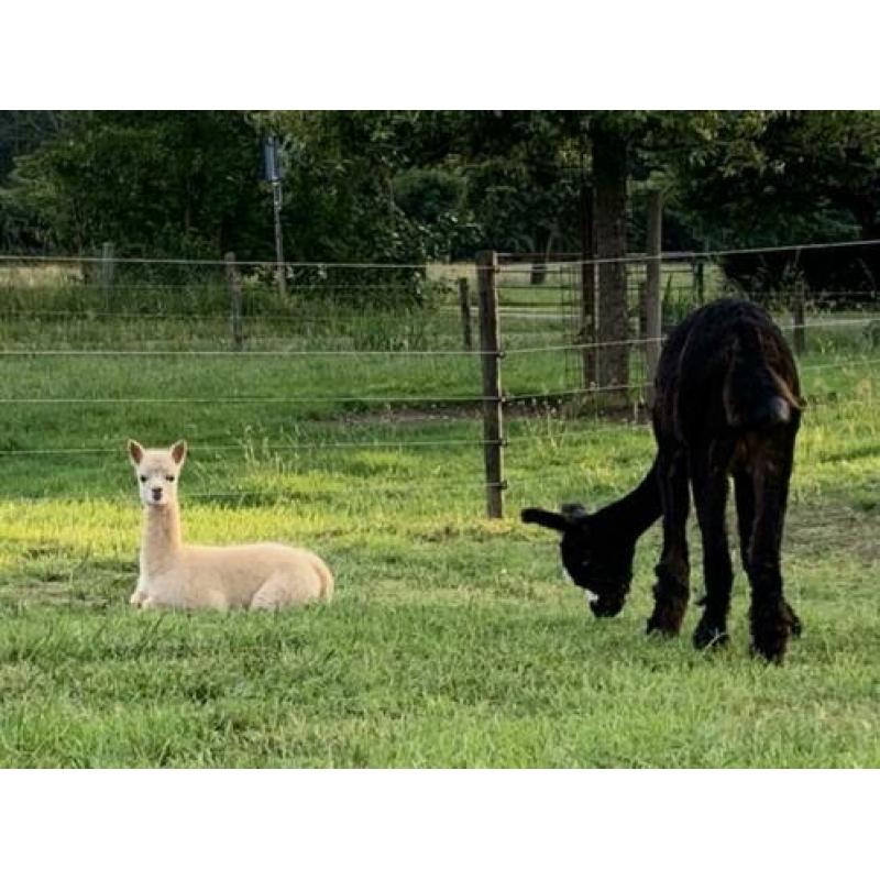 Wit alpaca merrie veulen