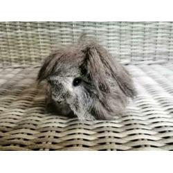 Zilver agouti Peruvian beer (gecastreerd)
