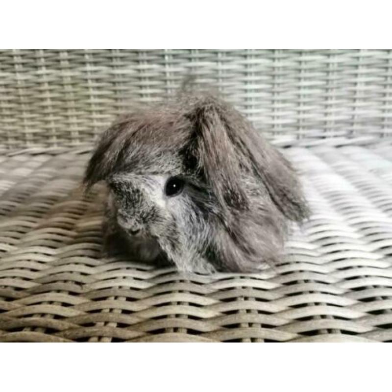 Zilver agouti Peruvian beer (gecastreerd)