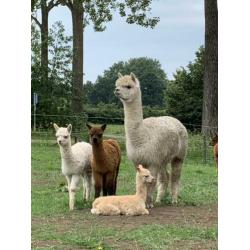 Wit alpaca merrie veulen