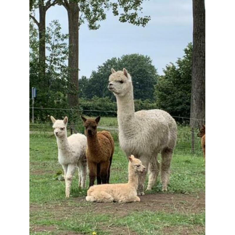 Wit alpaca merrie veulen