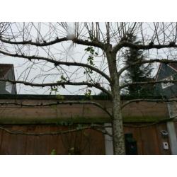 2x leilinders bomen