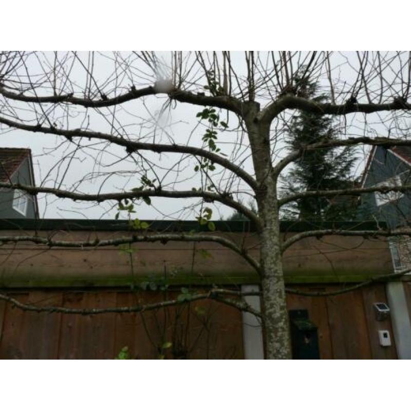 2x leilinders bomen