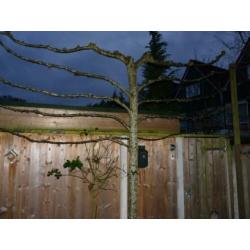 2x leilinders bomen
