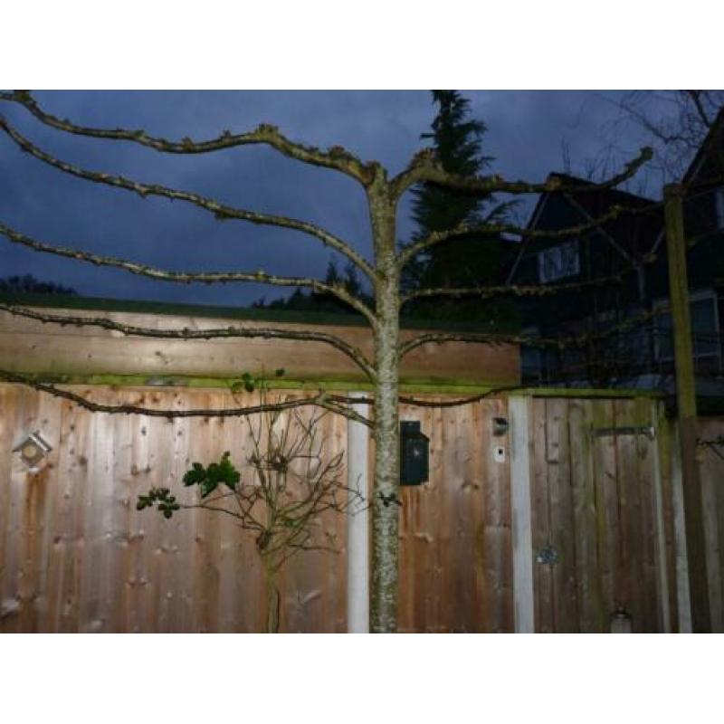 2x leilinders bomen