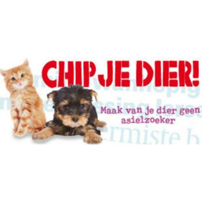 chippen Kittens/Katten