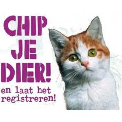 chippen Kittens/Katten