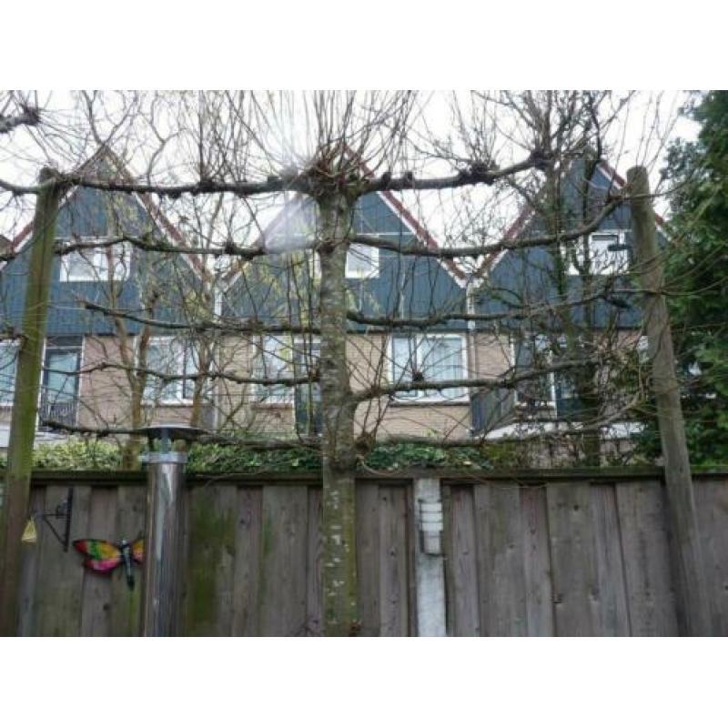 2x leilinders bomen