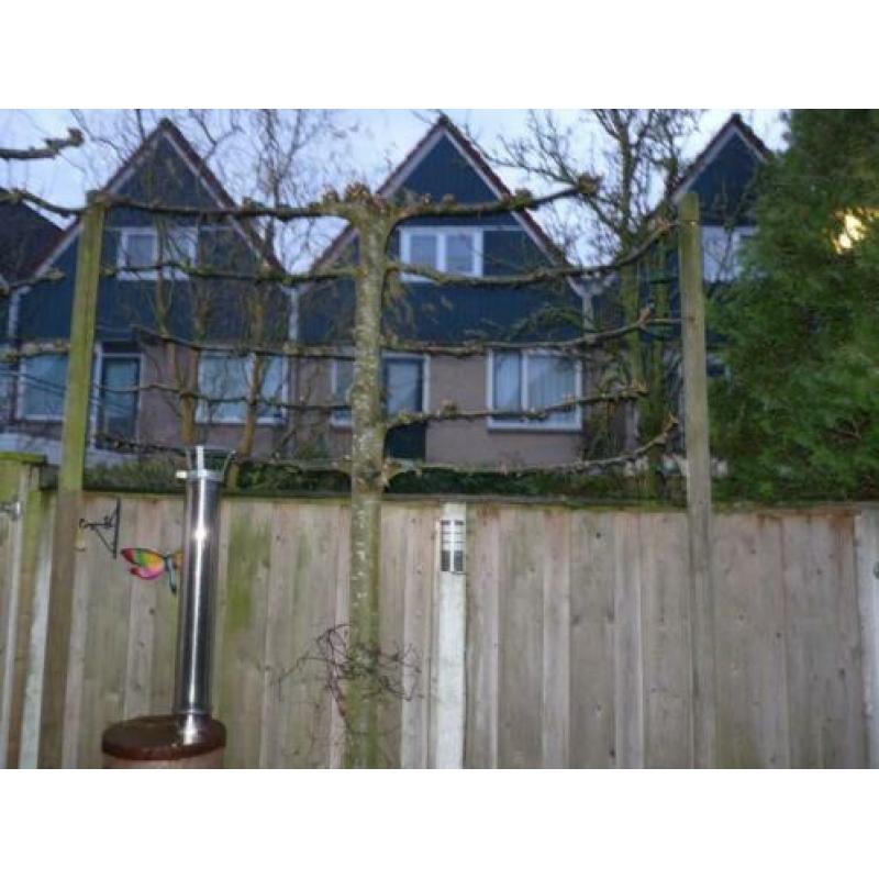 2x leilinders bomen